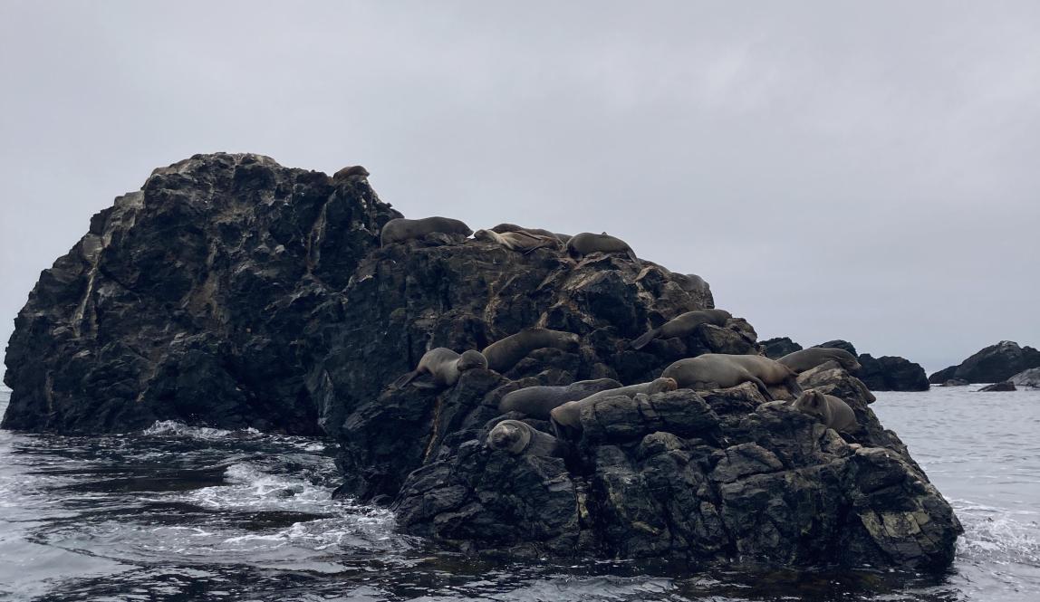 Sea lions lounge on rock-islands