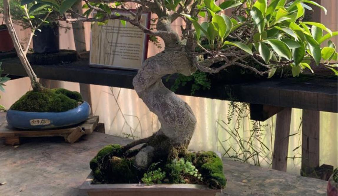 Bonsai tree in the greenhouse