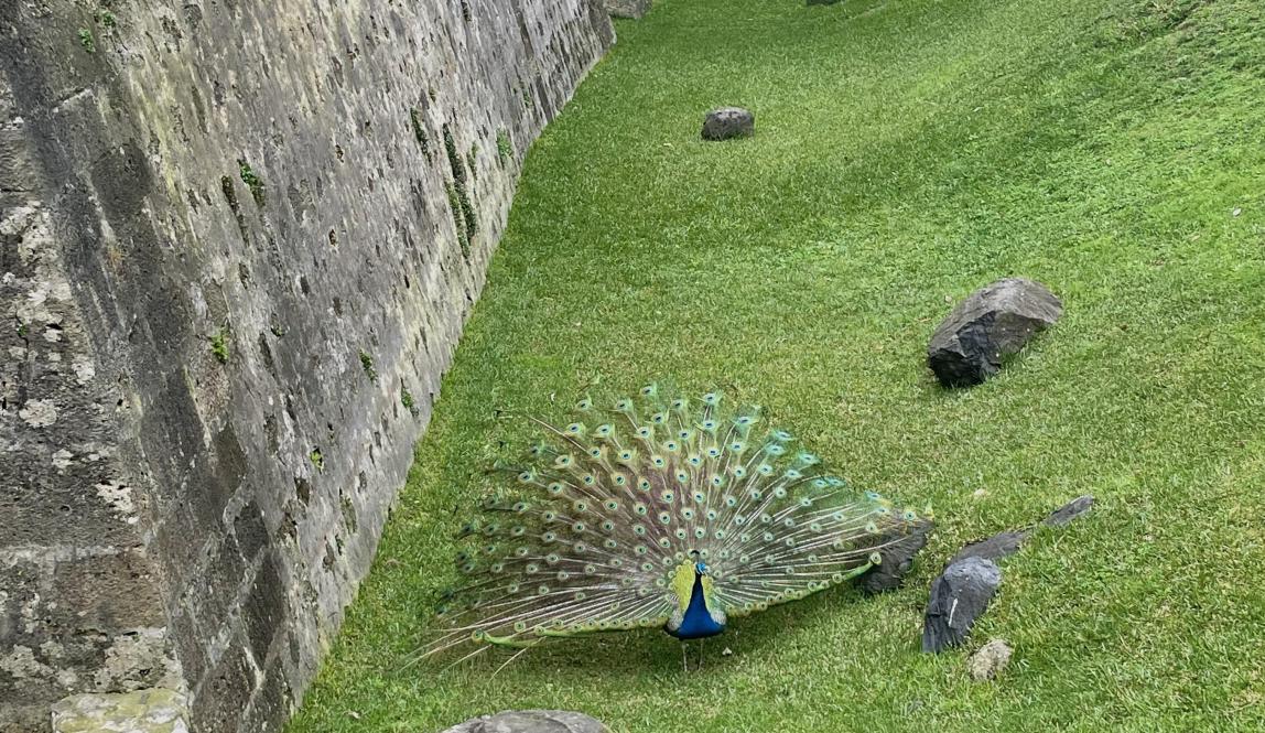 Peacocks on the castle grounds