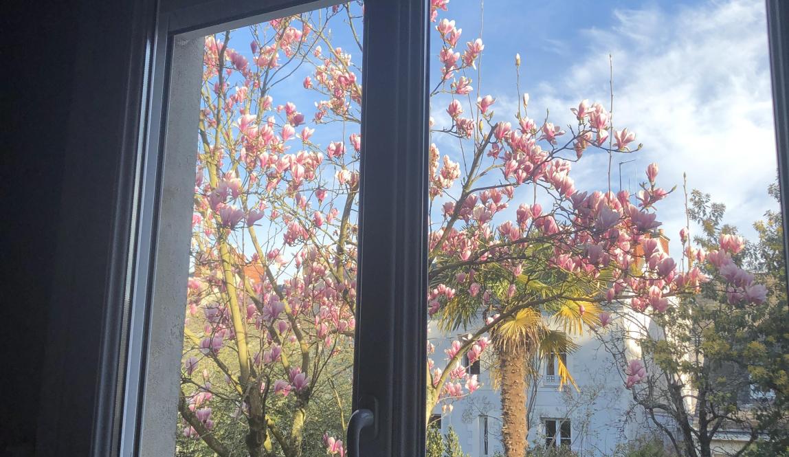 A picture of a magnolia tree out the window