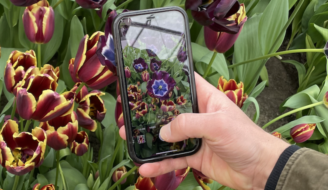 My friend takes a picture of the dark colored tulips