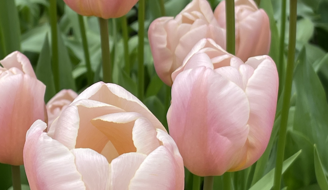 Pearl colored tulips