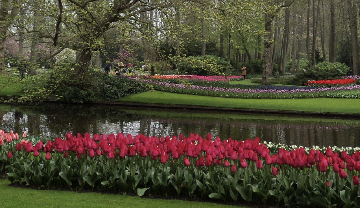 Tulips along the water
