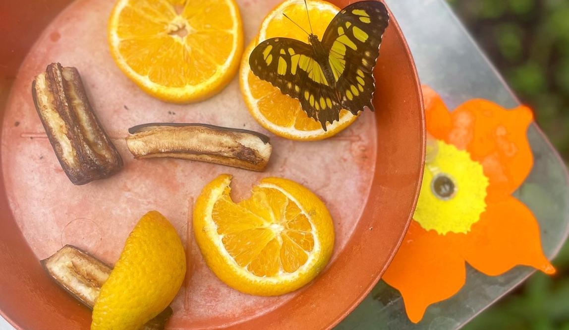 A butterfly on a circular tray with oranges next to it