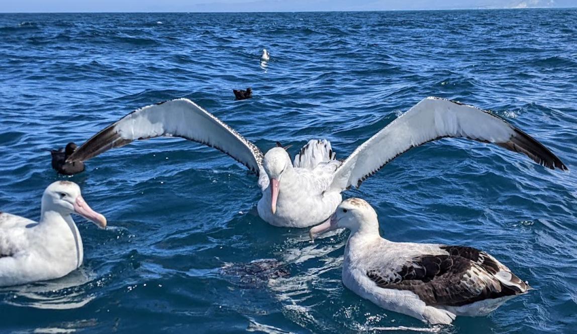 Three massive albatross birds sit on the ocean. The one in the middle spreads its huge wingspan over the other two