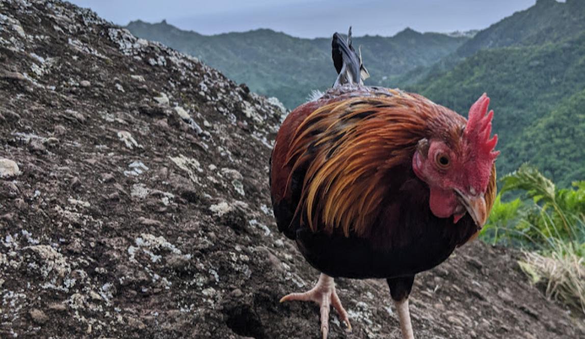 A chicken striding forward on a rocky surface, with rolling green hills in the background