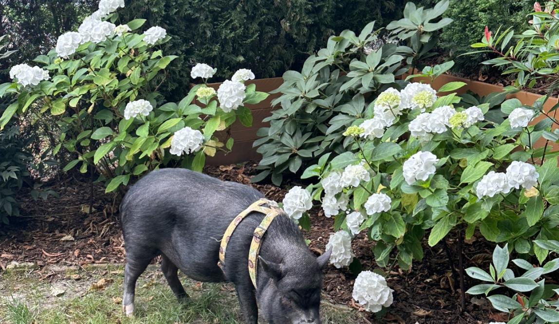 A pig in a garden