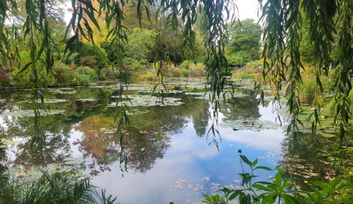 A view of the pond in Monet's garden with vines coming down from the trees and lily pads in the water.