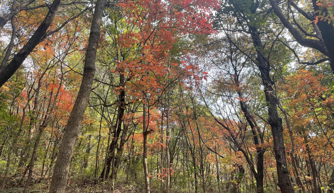 Image of red, yellow, and green trees in a forest 