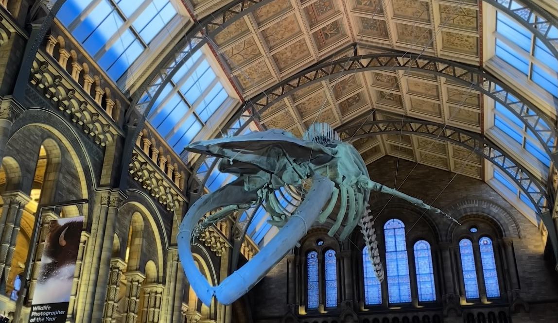 Whale skeleton suspended from arched ceiling in London's Museum of Natural History