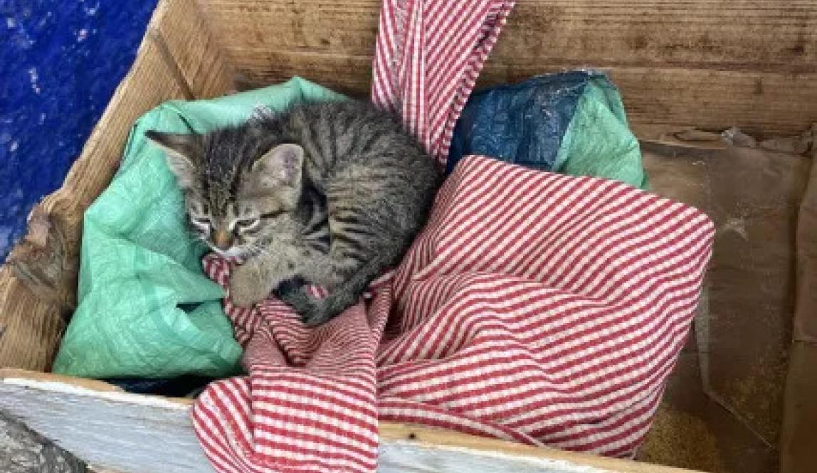 Small grey kitten in a basket