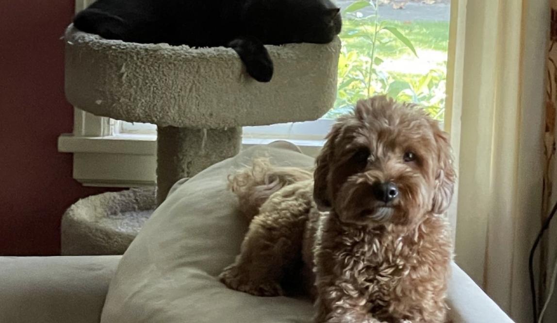 A small, light brown poodle mix dog is lying down, his head up, looking straight ahead on the top cushions of a couch. Behind him, a large black cat is asleep in the top of his cat tree, positioned in front of a window. It is sunny outside.