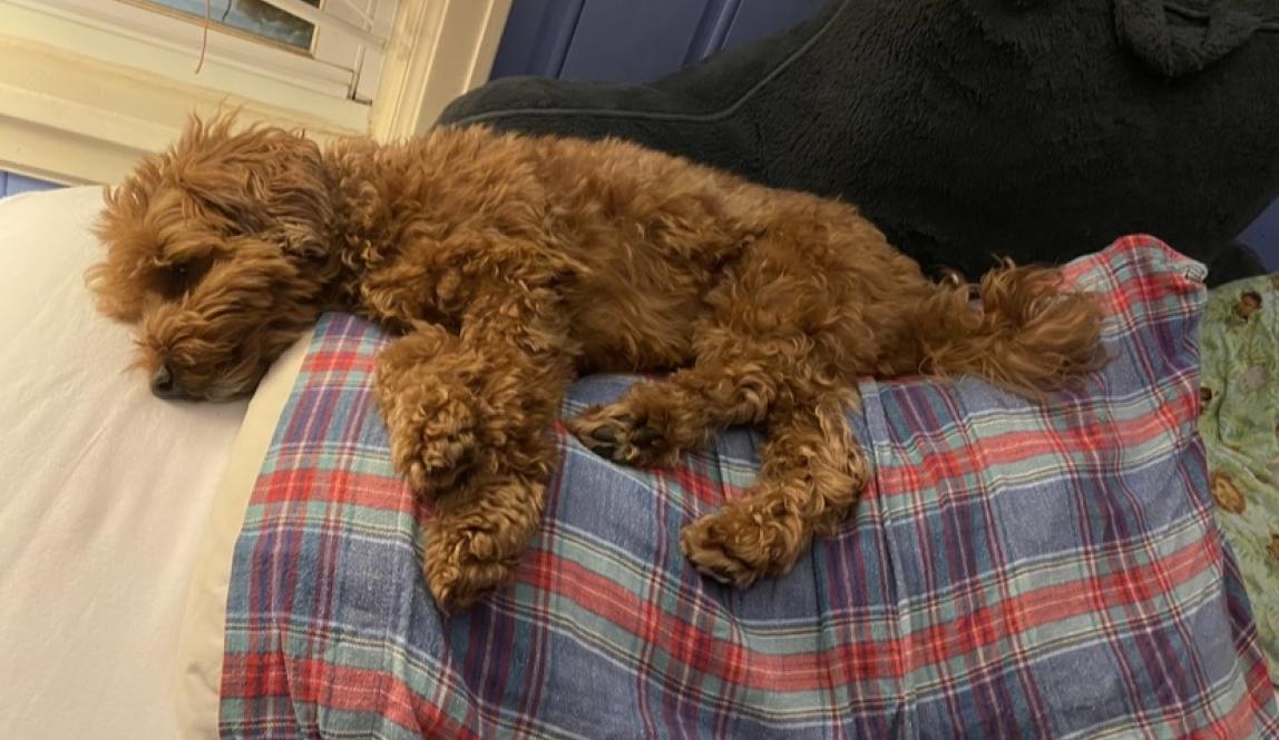 A small, light brown poodle mix dog sleeping on his side on top of a plaid-printed pillow.