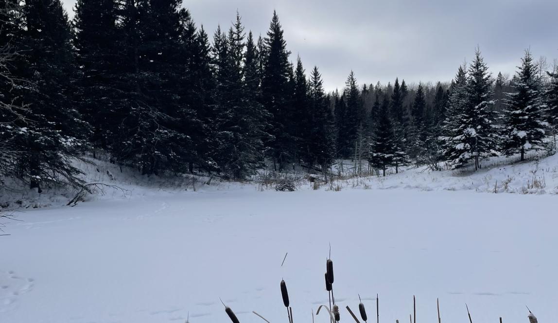 A frozen pond covered in snow and surrounded by tall evergreen trees in Riding Mountain National Park.