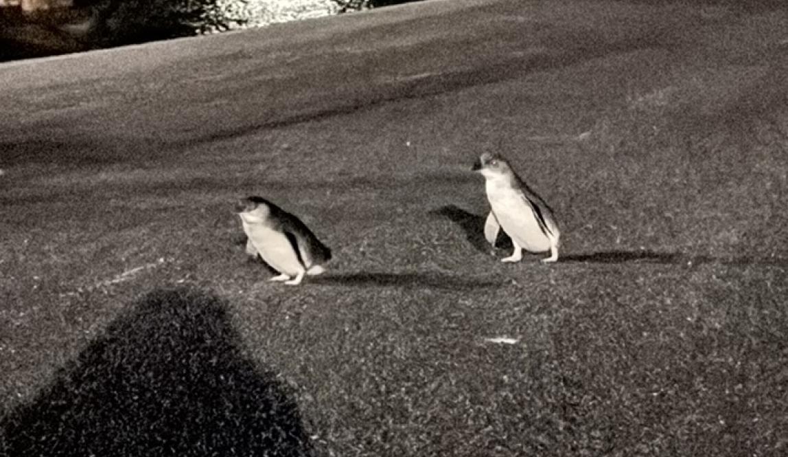 little penguins returning from fishing