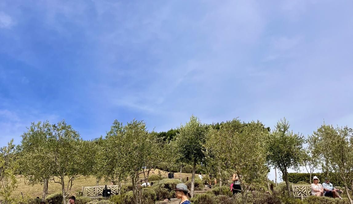 In this photo, an outside space of a vineyard is shown. There are wooden stairs with trees and shrubs lining the steps. People are walking and sitting on bean bags and benches. The sky has no clouds.