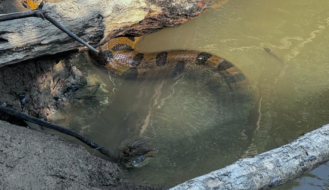 Green anaconda digesting recent meal on riverside