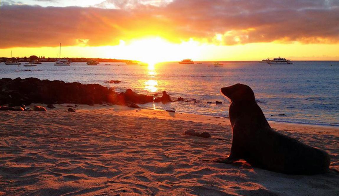 a sealion sitting on the beach at sunset