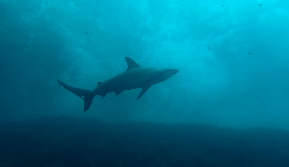 Shark seen while diving