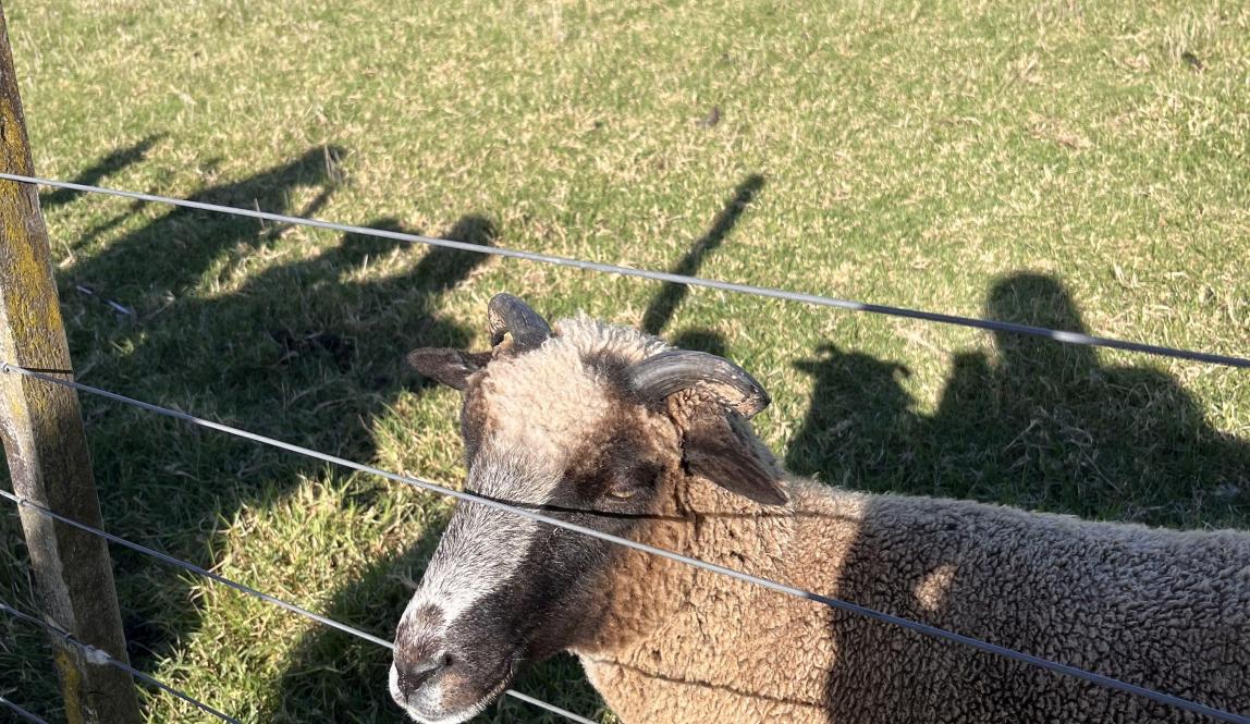 A sheep peaks its snout through the fence. There is a vast span of grass in the background.