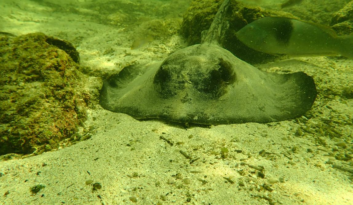 Stingray on the ocean floor seen while snorkeling