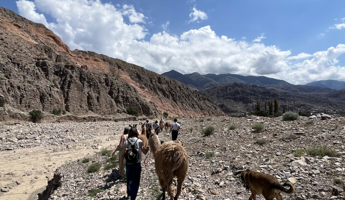 A photo of people walking along a river with llamas under the sun