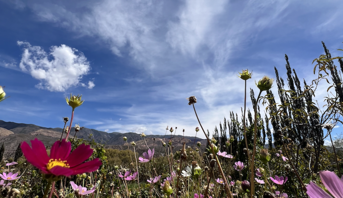 A closeup of flowers in front of a backdrop of the mountains