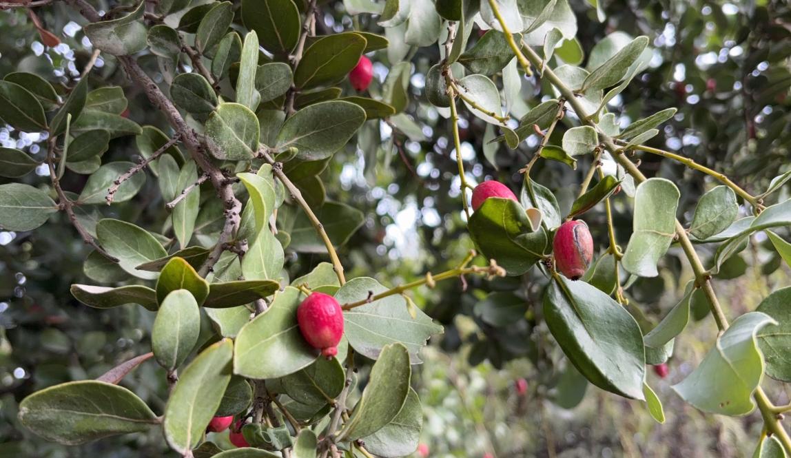 Branches of a peumo tree in Bosque Santiago