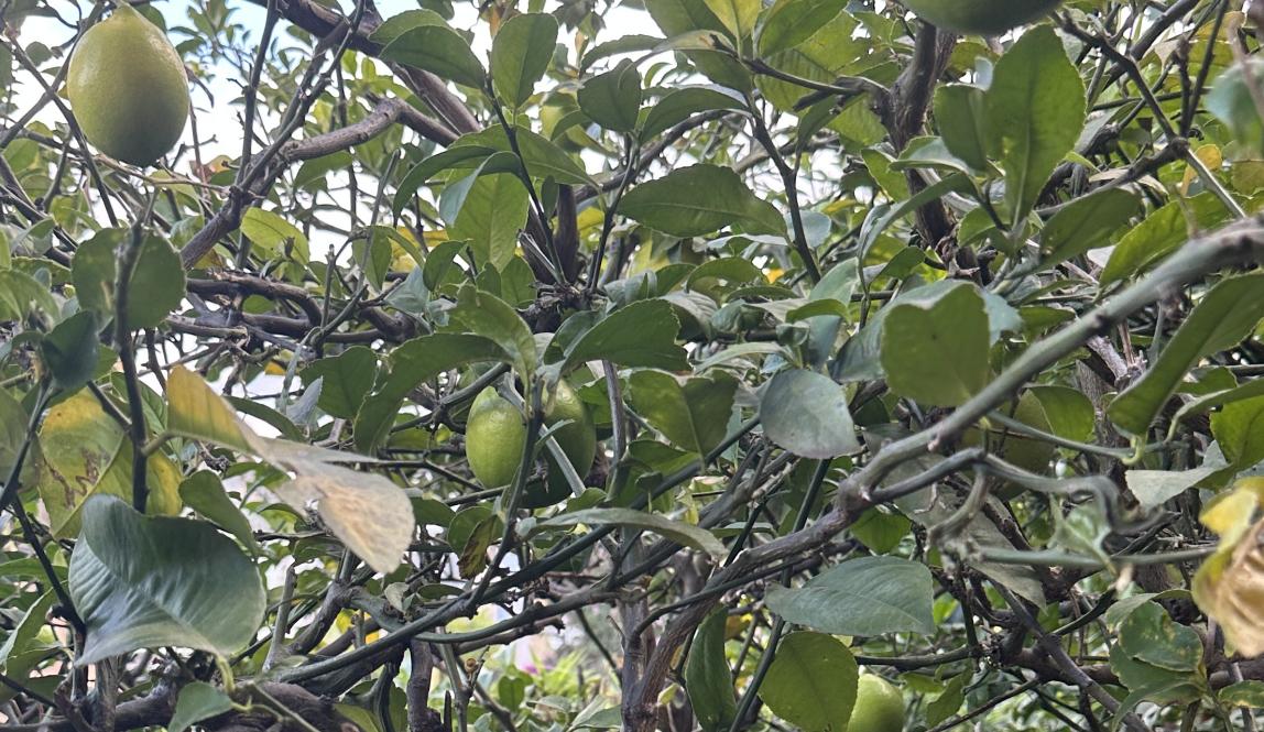 A close-up of the lime tree in my host family's yard.