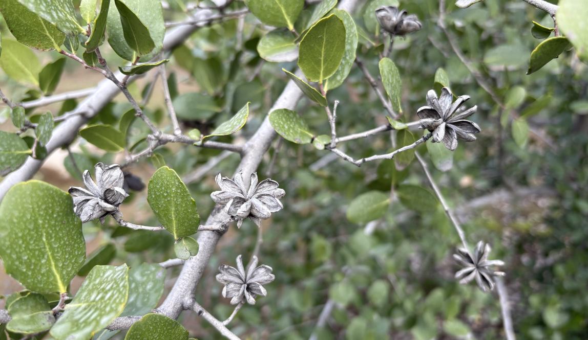 Branches of a quillay tree with its signature star-shaped seeds
