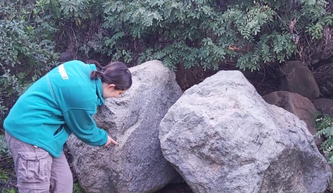 Miya Matsumune, intern at Bosque Santiago, points at a rock in the forest.