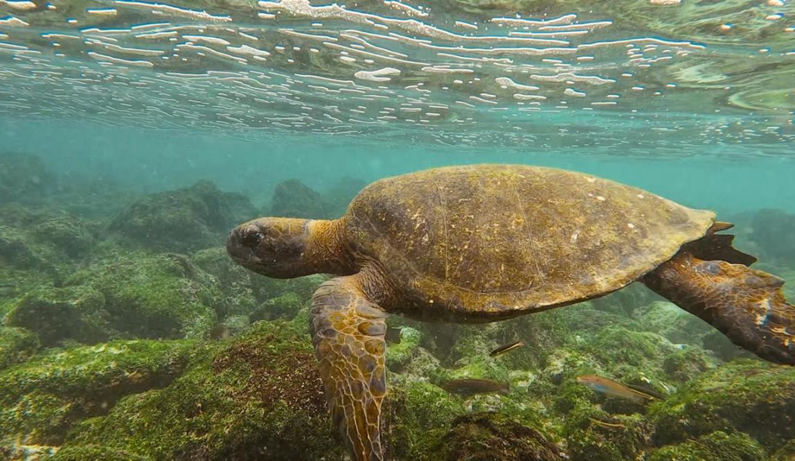 sea turtle while snorkeling