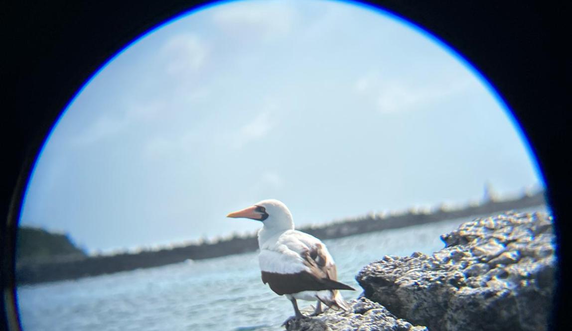 Nazca Booby at Tintoreras
