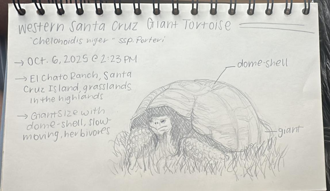 tortoise drawing in my journal