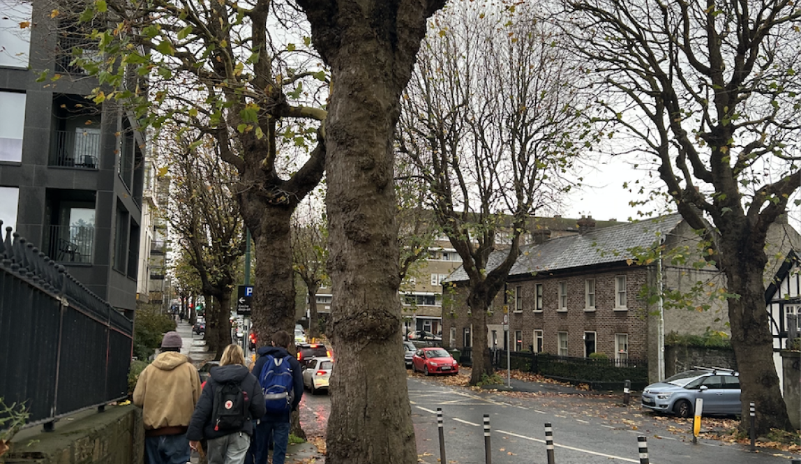 Fallen leaves on a sidewalk