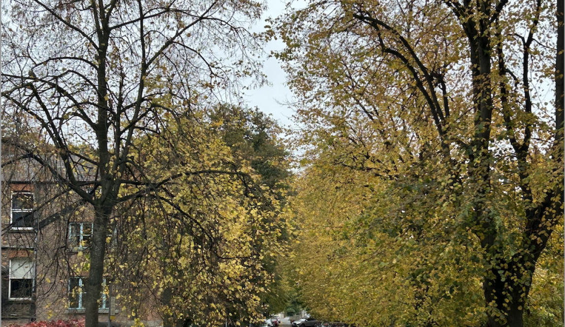 Trees lining a street