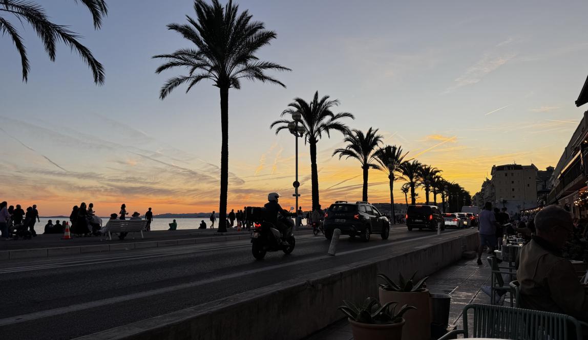 Photo of a street lined with palm trees