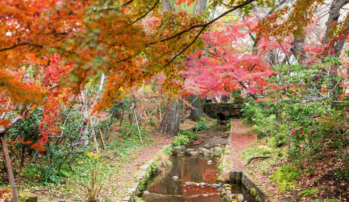 Trees changing into fall colors near a stream of water, near the Musashi University campus
