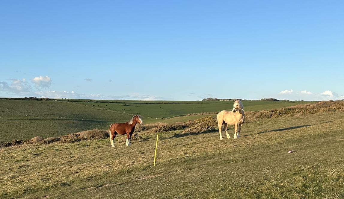 Wild Ponies at Seven Sisters Cliffs