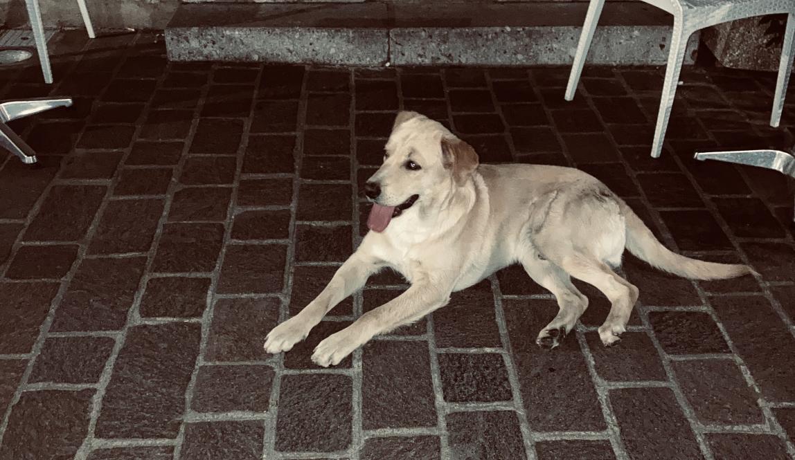 One of Calitri's dogs laying down for the night on the patio of a cafe
