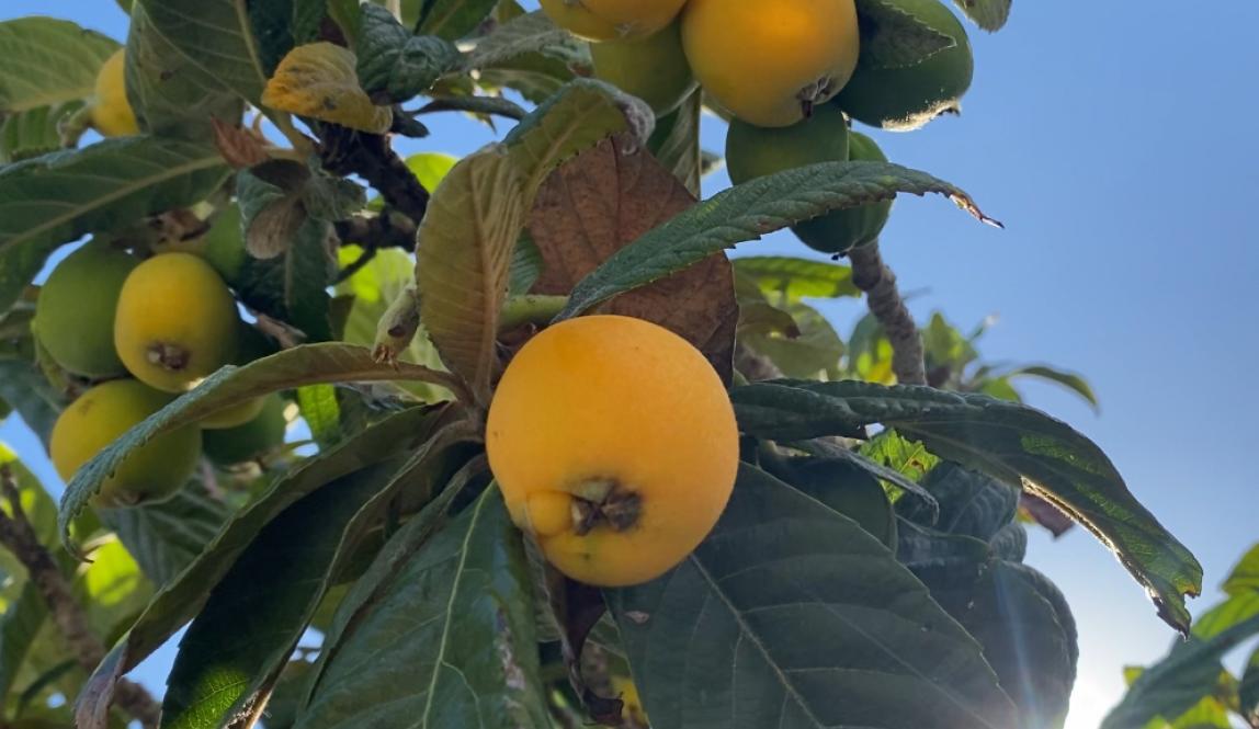 A close-up of a lemon tree