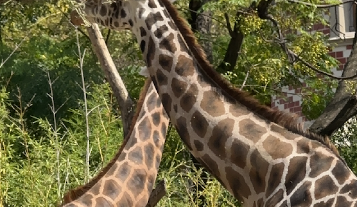 Giraffes at Ecoparque 