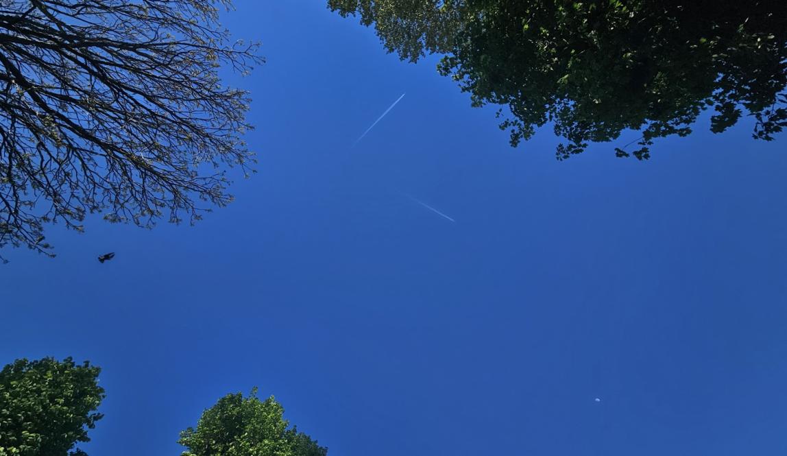 A clear blue Viennese sky, as seen from Volksgarten, showing the edges of trees, a faint image of the moon, and two passing airplanes.