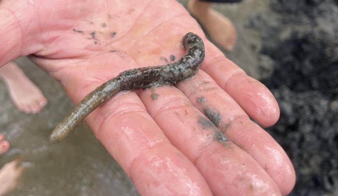 hand with palm facing up, holding a large worm