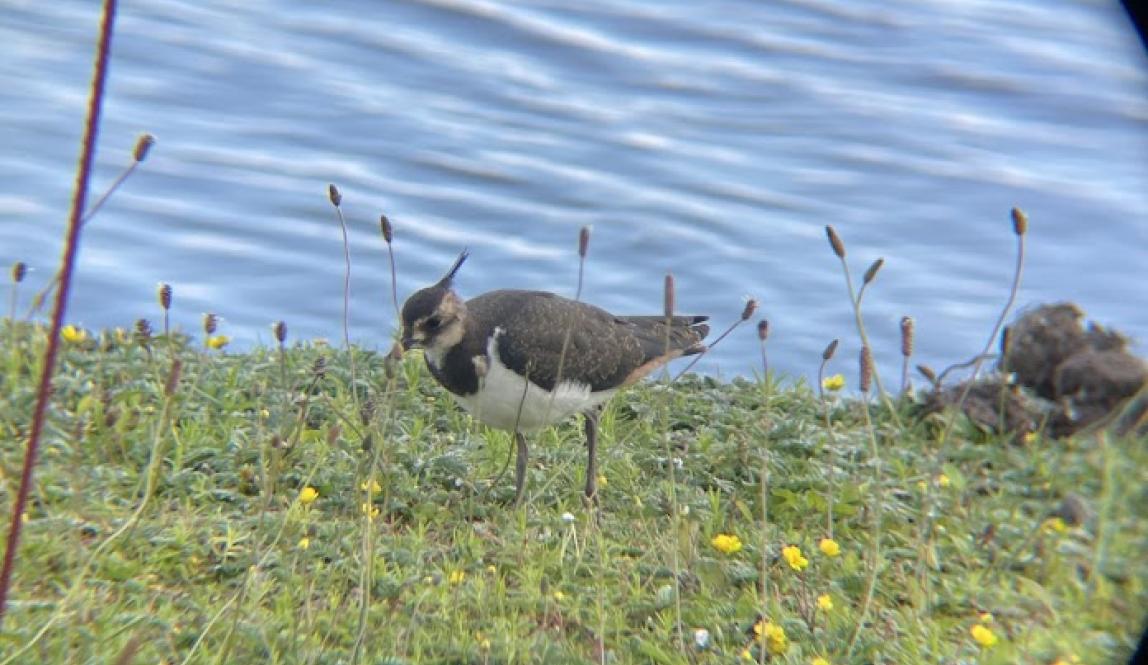 A small brown bird taken through a binocular lens