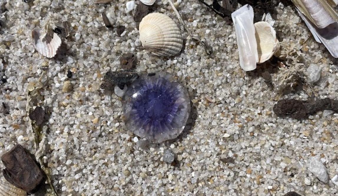 Purple Jellyfish on the sand, surrounded by small rocks and shells