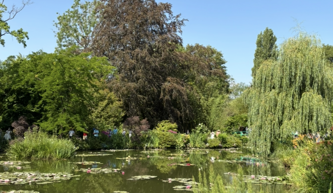 A green landscape with a pond filled with water lilies