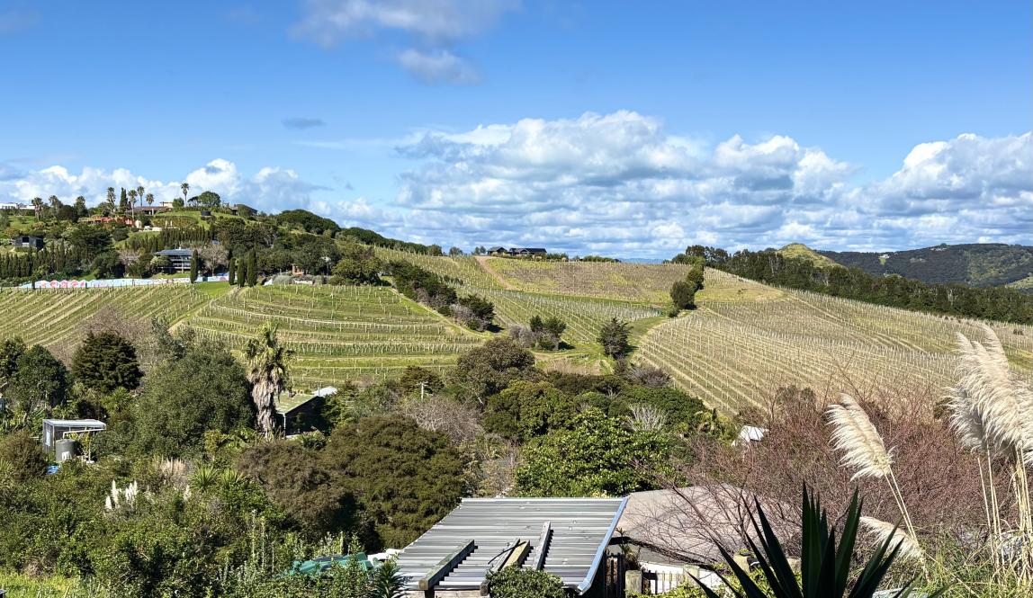 A wide-shot of the Obsidian Vineyard on Waiheke island.
