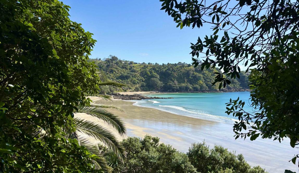 A look at palm beach through the trees.