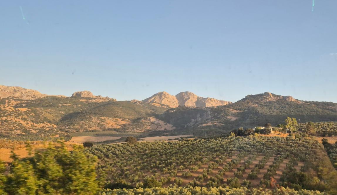 A view of the countryside with a field of olive trees and hills against a blue sky